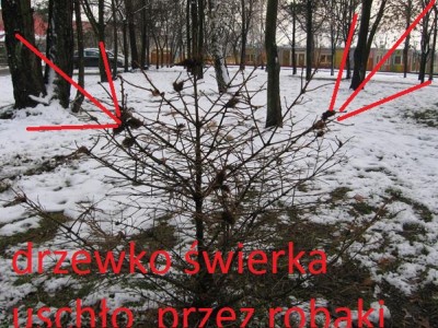 IMG_5201 (Copy)A.jpg