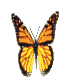 nnnbutterfly2.gif